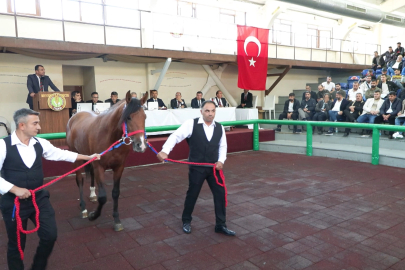 Elit taylar açık arttırmayla toplam 54 milyon 200 bin liraya satıldı