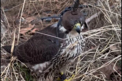 İstanbul'da 2 gökdoğan ele geçirildi; şüphelilere 1,5 milyon lira ceza