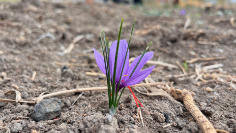 Hakkari'de ilk kez ekilen safranın hasadı yapılacak