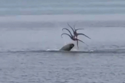 Çeşme'de Akdeniz foku, avladığı ahtapotu yerken görüntülendi