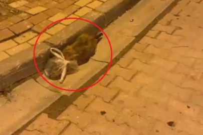 Kedinin başına poşet geçirip bağladılar
