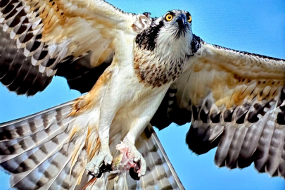 Suya dalabilen tek yırtıcı kuş olan ‘balık kartalı’, Uluabat Gölü’nde görüntülendi