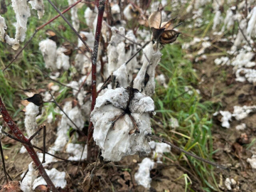 İncirliova’da 6 bin dönüm pamuk tarlası zarar gördü
