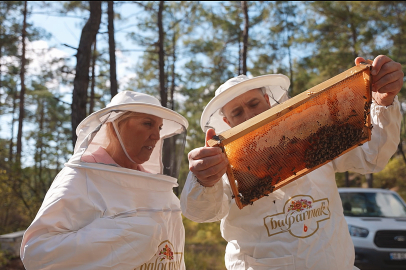 Türk Çam Balı Coğrafi İşaretle Dünyaya Açılmaya Hazırlanıyor