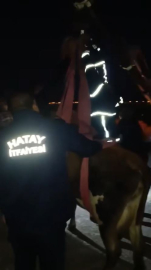 Hatay'da dama çıkan inek, vinçle indirildi