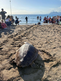 Tedavisi tamamlanan deniz kaplumbağaları denizle buluşturuldu
