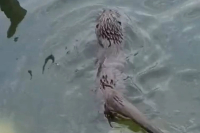 Küçükçekmece'de su samuru görüntülendi