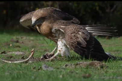 ‘Yılan kartalı’ yılan avlarken görüntülendi