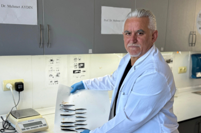 Karadeniz hamsisi neden küçüldü? Uzmanlar acı gerçeği açıkladı