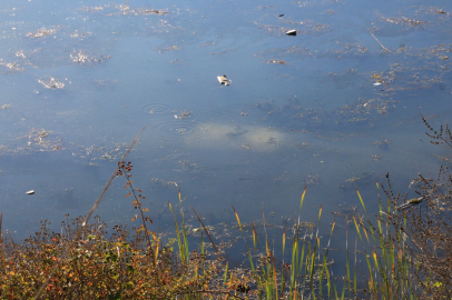 Tokat’ta ehliyetsiz sürücü otomobille gölete düştü