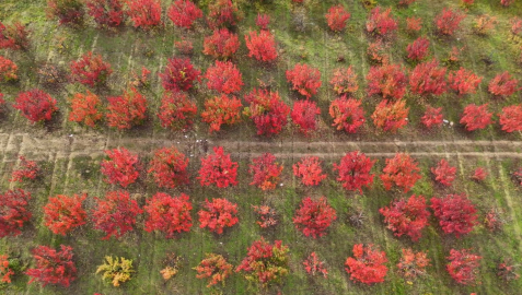 Bursa’daki meyve bahçeleri, sonbahar renklerine büründü