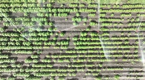 Adana- Tarımda su kıtlığının önüne geçebilmenin en iyi yolu; modern sulama sistemleri /Video eklendi