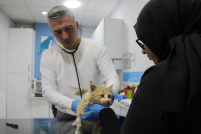 Kedi AIDS'ine rastlandı, uzmanı 'kontrol' uyarısı yaptı