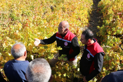 Cimin Üzümü İçin Kritik Eğitim: Çiftçilere 'Don' Uyarısı