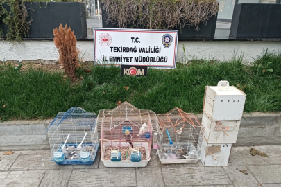 7 papağan ve 45 kumru ele geçirildi