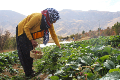 Hobi olarak başladığı çilek üreticiliği geçim kaynakları oldu