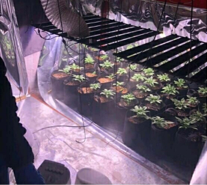 Evine sera kurup, Hint keneviri yetiştirmiş