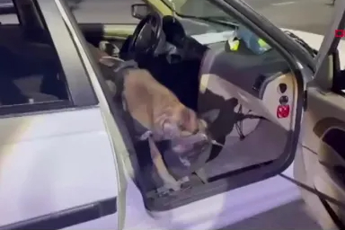 Narkotik Köpeği 'Magnum' 8.5 KG Metamfetamini Buldu! | Ön Koltuk Zulası (Erzurum)