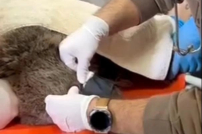 Yaralı bulunan bozayı, tedaviye alındı