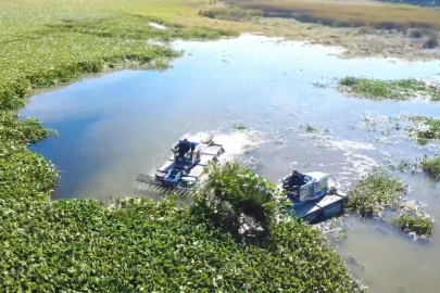 İstilacı su sümbülleri Hatay’a umut olacak, her noktaya dokunacak