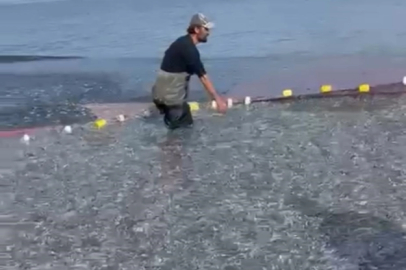 İznik Gölü'nde tek seferde 21 ton gümüş balığı yakalandı