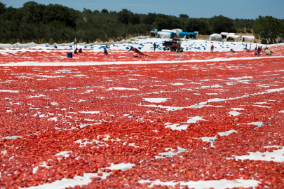 Türkiye, Kuru Domates İhracatında Dünya İkincisi Oldu