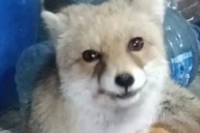 Bağ evinin bahçesine giren tilkileri besledi