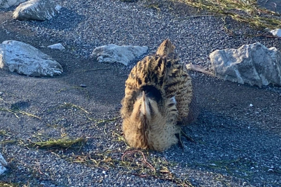 Eğirdir Gölü'nde yaralı bulunan Güney Amerika balabanı koruma altına alındı