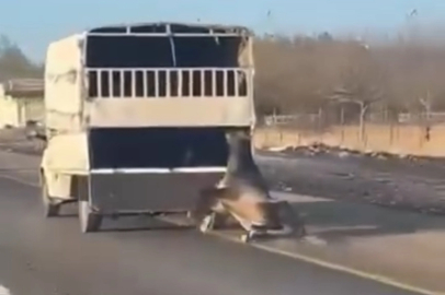 Kamyonetin arkasına bağladığı atı dakikalarca sürükledi...