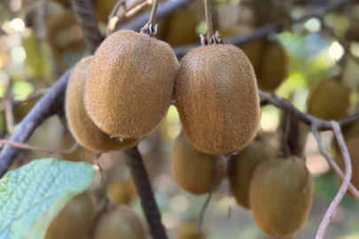 Tescilli Ordu kivisinde hasat sürüyor, 500 milyon TL kazanç hedefleniyor