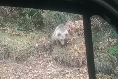 Yol kenarında gördükleri bozayıyı kameraya aldılar