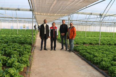 Erzincan Üretiyor Bölgeye satıyor: 110 Bin Marul Hasadı