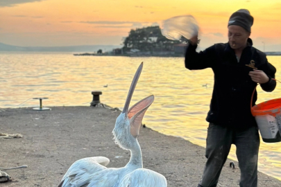 Sahile çıkan pelikanı, balıkla beslediler