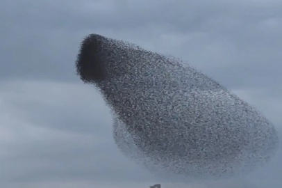 Ankara'da sığırcıkların gökyüzündeki dansı