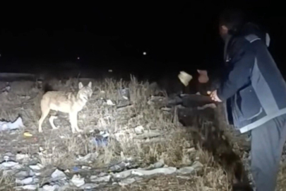 Arazide karşılaştığı kurdu eliyle besledi