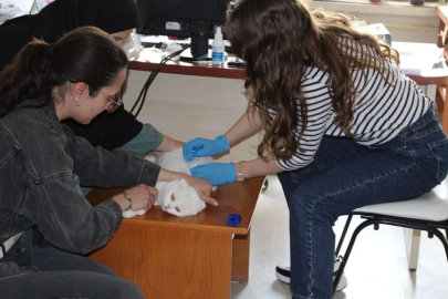 Evcil Hayvan Sahiplerine Son Uyarı: 31 Aralık Son Gün!