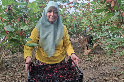 Mersin'de karadut hasadı başladı; yüzde 70'i ihraç ediliyor
