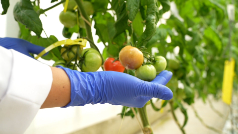 TENMAK'ta kuraklığa ve dona dayanabilen gıdalar geliştiriliyor