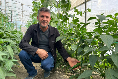 ‘En acı biber’in hasat zamanı