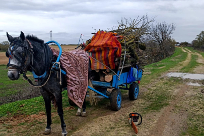 Meradan izinsiz ağaç kesen 2 şüpheli gözaltına alındı
