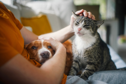 Kediler ve Köpekler  İnsan Sağlığı İçin Kritik Rolde