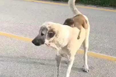 Bursa’da Köpeğin Sırtında Gezen Maymun İlgi Odağı Oldu