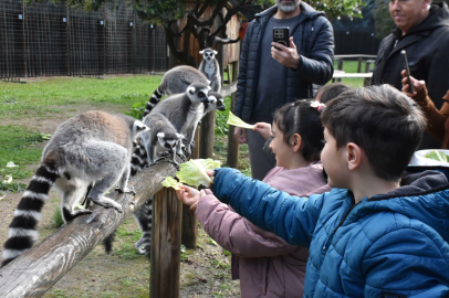 Kaygı ve stres azaldı: Özel çocuklar lemurları besledi