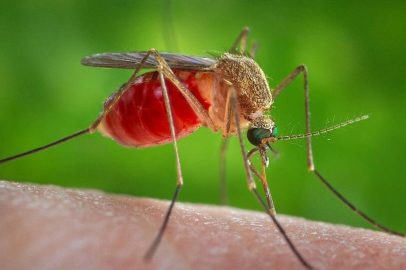 Küba’da sivrisinek kaynaklı salgınlarda can kaybı artıyor: 33 kişi yaşamını yitirdi