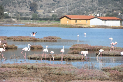 Muğla'da Tuzla Sulak Alanı Deniz Maruluyla Kaplandı, Flamingolar Görsel Şölen Oluşturdu