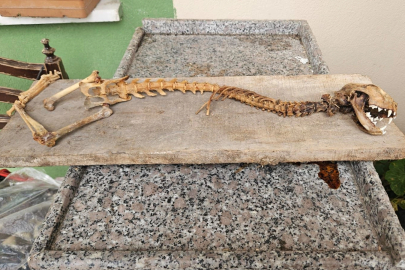 Köylüyü tedirgin etti: 55 cm boyunda yırtıcı dişli gizemli iskelet
