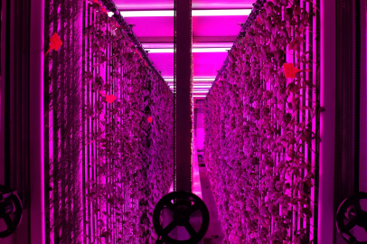 Üniversite kampüsünde 7 bin metrekareye eş değer dikey tarım laboratuvarı kuruldu