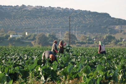 Fiyatlar düşüyor: Sebzeler aynı anda yetişince üretici zor durumda