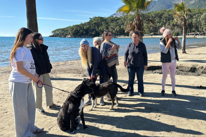 Tatilciler bırakıyor: Akyaka'da can dostlar için 'yuva' çağrısı