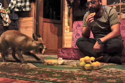 Barakasına gelen ‘Tilko’yu elleriyle besliyor